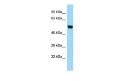Beta-1,3-N-Acetylglucosaminyltransferase 1/B3GNT1 Rabbit anti-Mouse, Polyclonal,